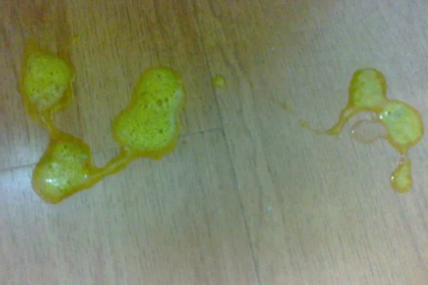 狗吐黄水的原因，可能是长期饮食不规律所致