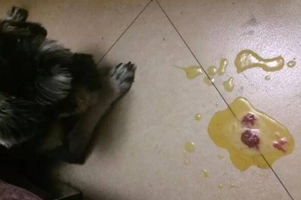 狗吐黄水的原因，可能是长期饮食不规律所致