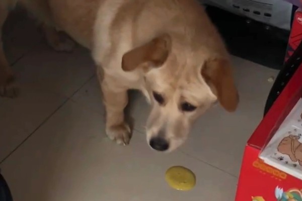 狗吐黄水的原因，可能是长期饮食不规律所致