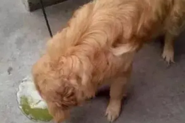 狗吐黄水的原因，可能是长期饮食不规律所致