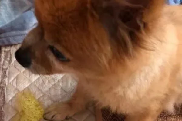 狗吐黄水的原因，可能是长期饮食不规律所致