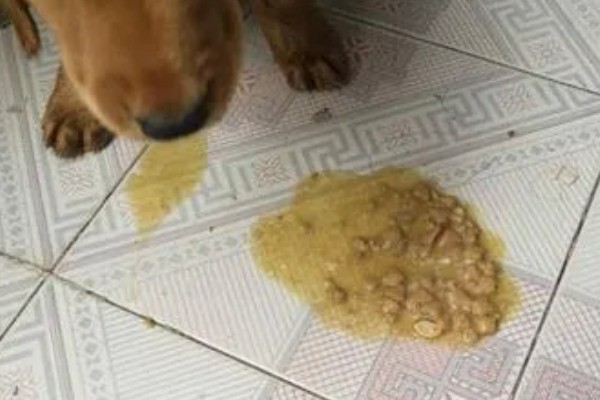 狗吐黄水的原因，可能是长期饮食不规律所致