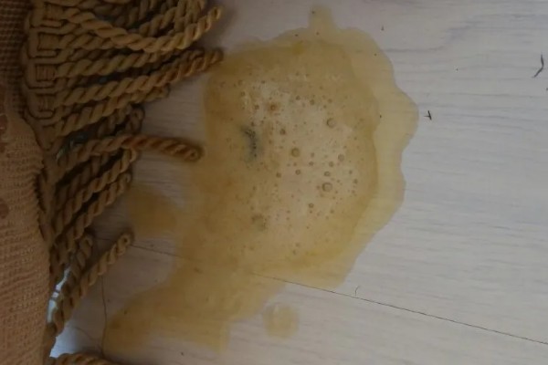 狗吐黄水的原因，可能是长期饮食不规律所致
