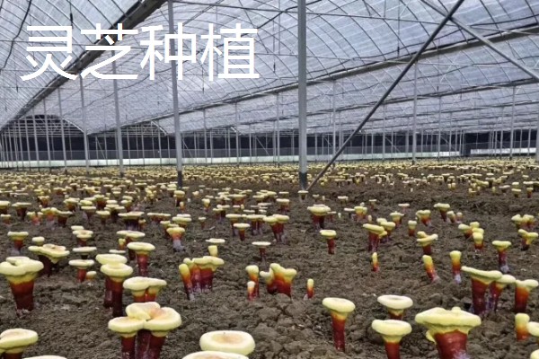 大棚种植什么能赚钱，可种植灵芝、玫瑰花等