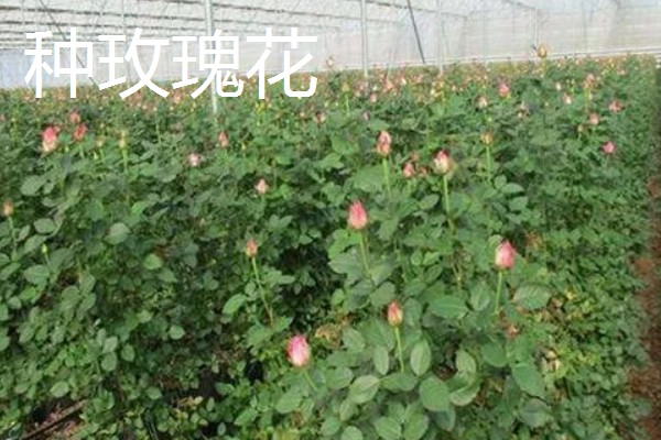 大棚种植什么能赚钱，可种植灵芝、玫瑰花等