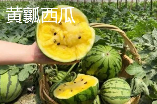 大棚种植什么能赚钱，可种植灵芝、玫瑰花等