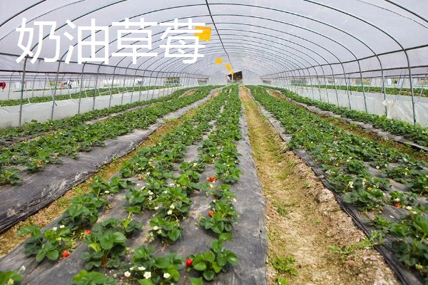 大棚种植什么能赚钱，可种植灵芝、玫瑰花等