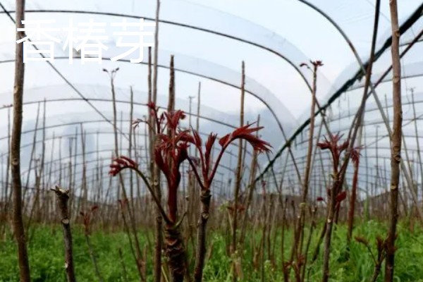 大棚种植什么能赚钱，可种植灵芝、玫瑰花等