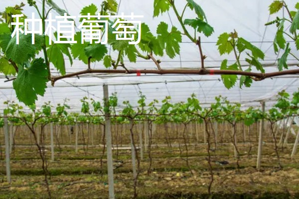 大棚种植什么能赚钱，可种植灵芝、玫瑰花等
