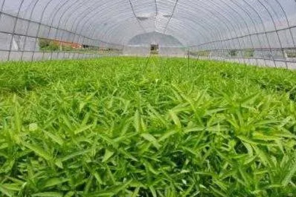 大棚种植什么能赚钱，可种植灵芝、玫瑰花等