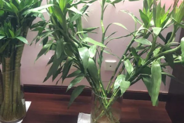 怎么水培富贵竹,需为其提供充足的光照