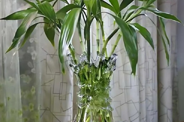 怎么水培富贵竹,需为其提供充足的光照