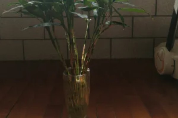 怎么水培富贵竹,需为其提供充足的光照