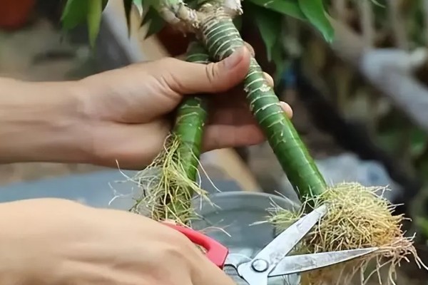 怎么水培富贵竹,需为其提供充足的光照