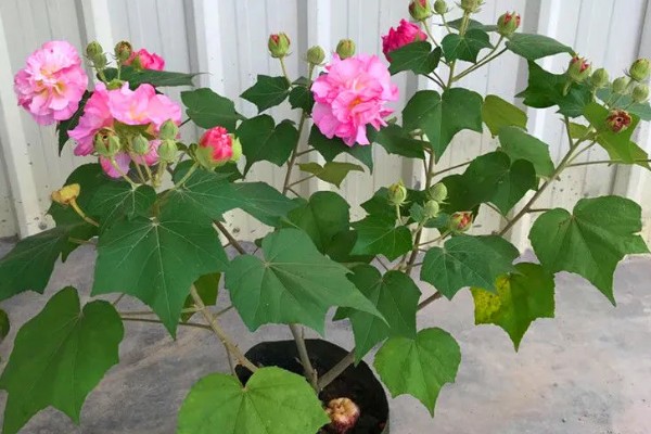 芙蓉花怎样做成干花，置于阴凉通风的环境中倒挂晾干