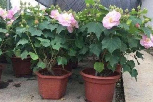 芙蓉花怎样做成干花，置于阴凉通风的环境中倒挂晾干