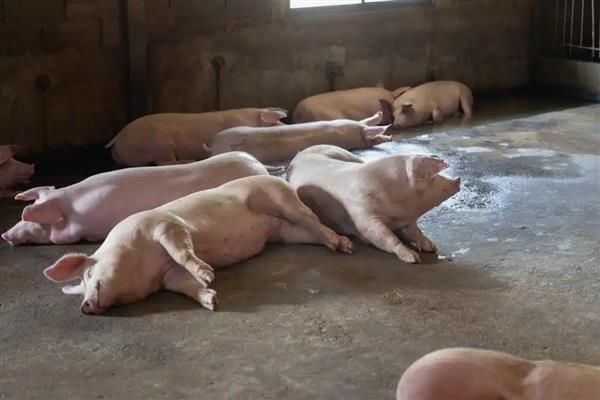 猪场日常如何防治疾病，要防止外来人员进入圈舍里
