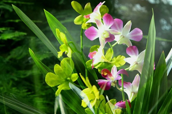 兰花的寓意，寓意典雅、高洁等