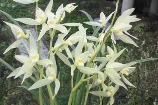 兰花的寓意，寓意典雅、高洁等