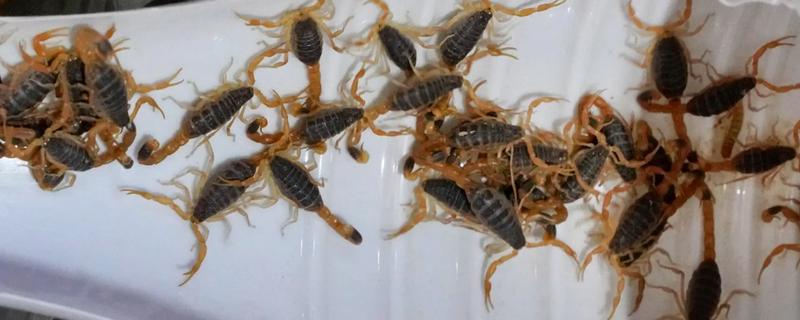 蝎子的喂养方法，傍晚喂食可增加摄食量