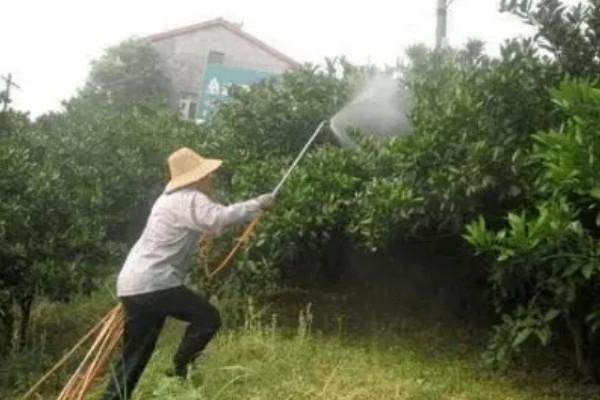 柑橘潜叶蛾用哪种药，用溴氰菊酯乳油或天王星乳油
