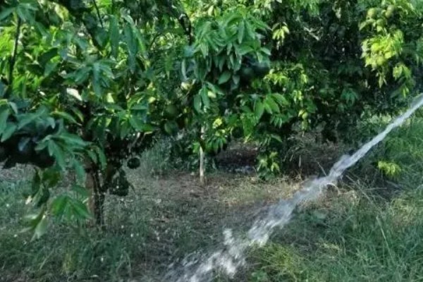 柑橘潜叶蛾用哪种药，用溴氰菊酯乳油或天王星乳油