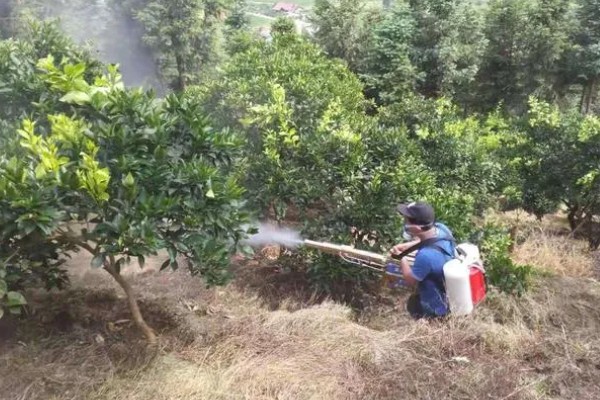 柑橘潜叶蛾用哪种药，用溴氰菊酯乳油或天王星乳油