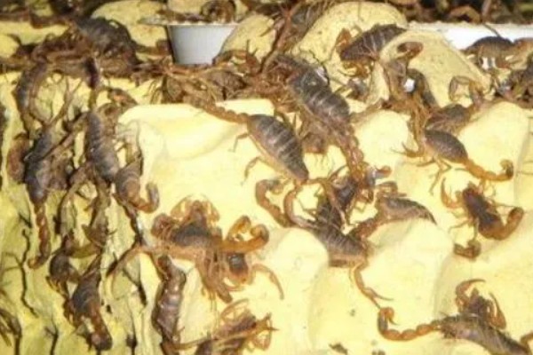蝎子的喂养方法，傍晚喂食可增加摄食量