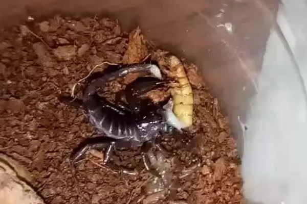 蝎子的喂养方法，傍晚喂食可增加摄食量