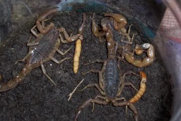 蝎子的喂养方法，傍晚喂食可增加摄食量