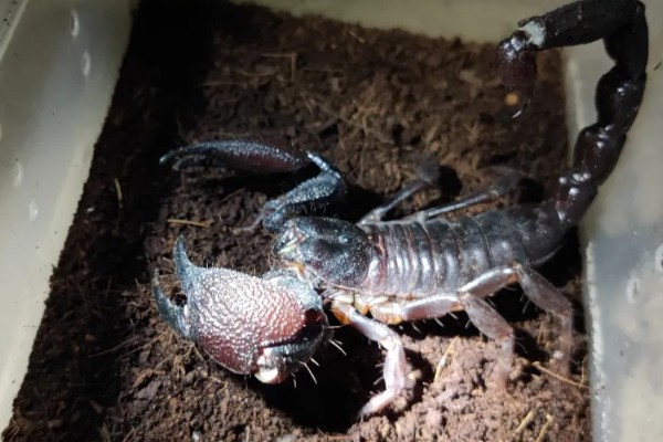 蝎子的喂养方法，傍晚喂食可增加摄食量