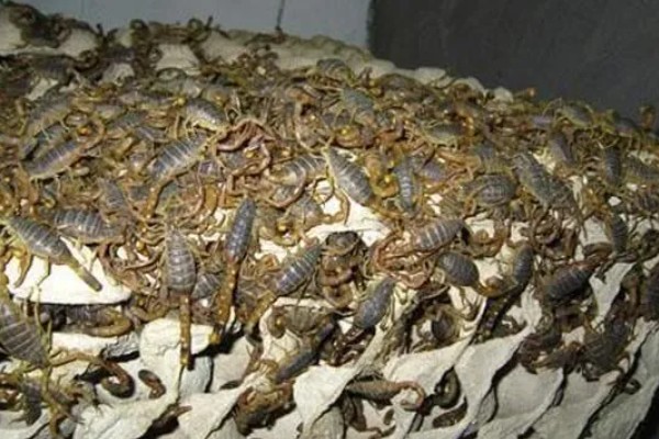 蝎子的喂养方法，傍晚喂食可增加摄食量