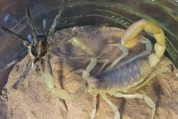 蝎子的喂养方法，傍晚喂食可增加摄食量