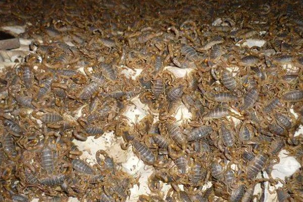 蝎子的喂养方法，傍晚喂食可增加摄食量