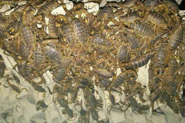 蝎子的喂养方法，傍晚喂食可增加摄食量
