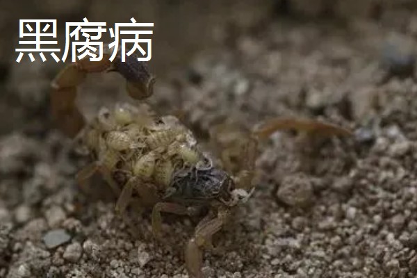 蝎子的喂养方法，傍晚喂食可增加摄食量