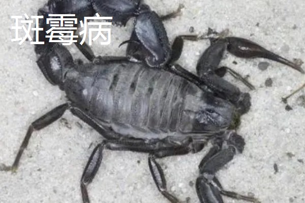 蝎子的喂养方法，傍晚喂食可增加摄食量