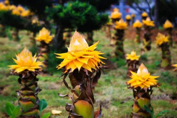 地涌金莲和芭蕉有什么区别，植株高度和直径均不同