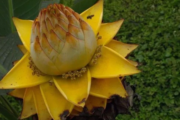 地涌金莲和芭蕉有什么区别，植株高度和直径均不同
