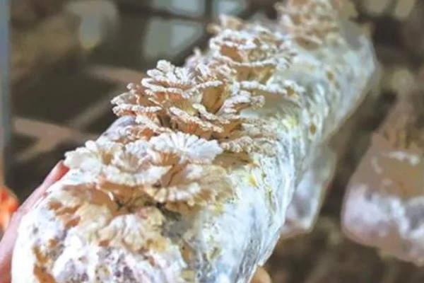 白参菌的菌种如何培养，菌袋要提前放到培养室内