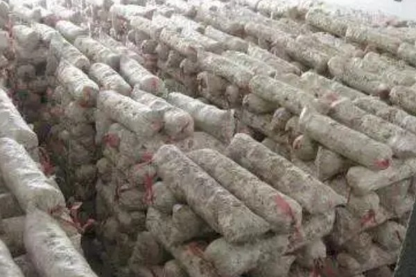 白参菌的菌种如何培养，菌袋要提前放到培养室内