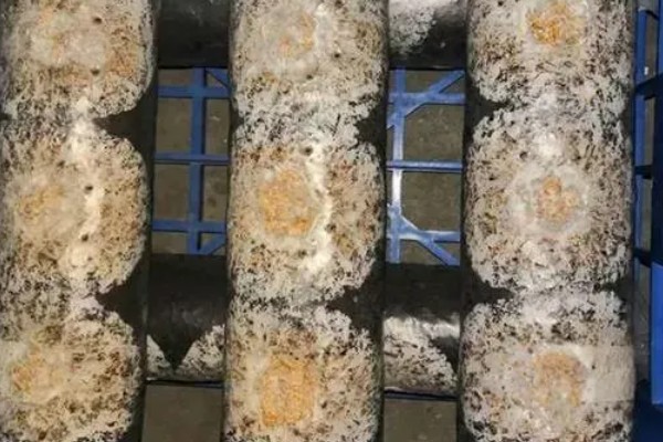 白参菌的菌种如何培养，菌袋要提前放到培养室内
