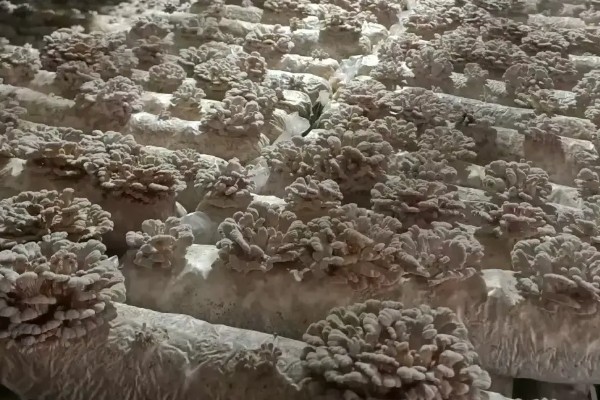 白参菌的菌种如何培养，菌袋要提前放到培养室内