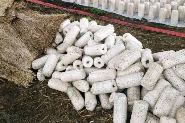 白参菌的菌种如何培养，菌袋要提前放到培养室内