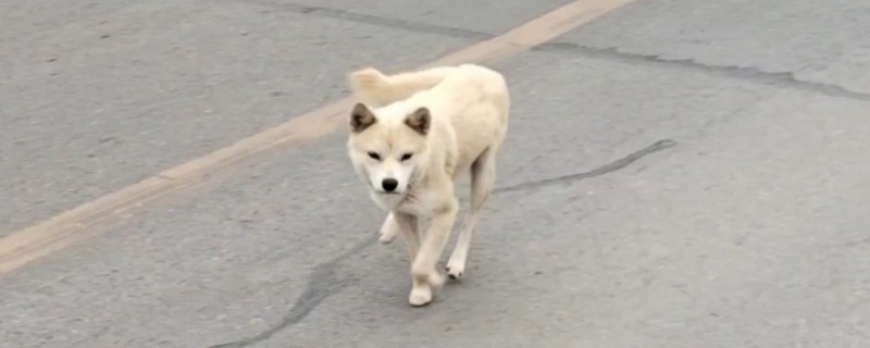 小狗螨虫感染怎么办，首先对环境进行消杀