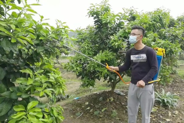 柚子树受冻了还能活吗，受冻了还能活