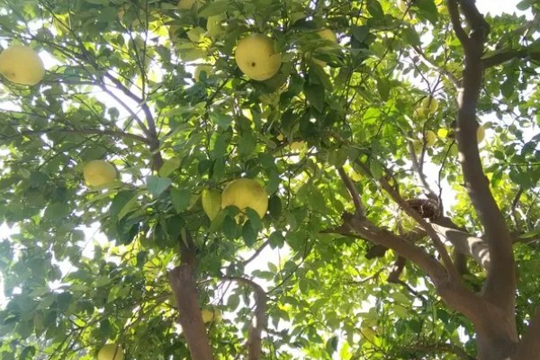 柚子树受冻了还能活吗，受冻了还能活