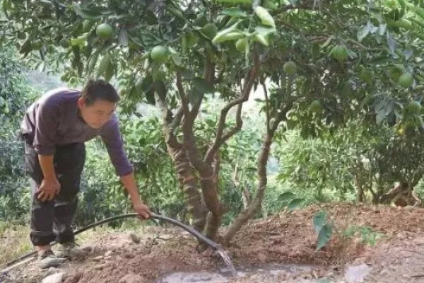 柚子树受冻了还能活吗，受冻了还能活
