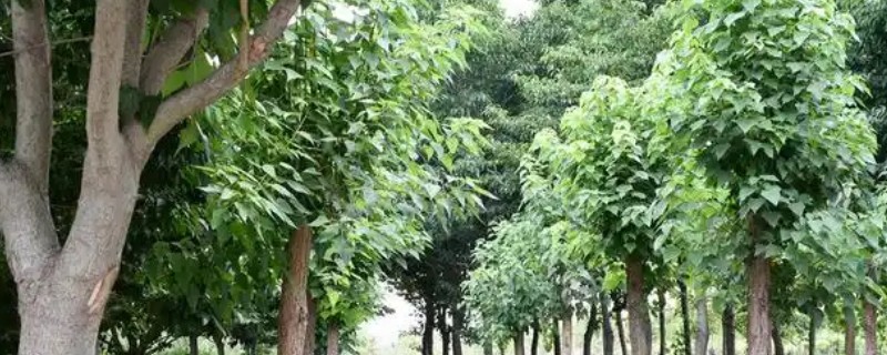 杜仲雌树与雄树有什么区别，雌树的花苞片是倒卵形、雄树的花苞片是倒卵状匙形