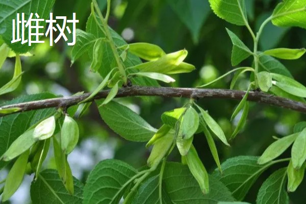 杜仲雌树与雄树有什么区别，雌树的花苞片是倒卵形、雄树的花苞片是倒卵状匙形